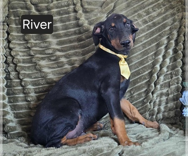 Medium Photo #1 Doberman Pinscher Puppy For Sale in POMEROY, OH, USA