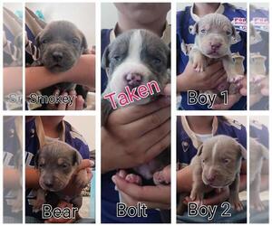 American Bully Puppy for sale in HOLLISTER, CA, USA
