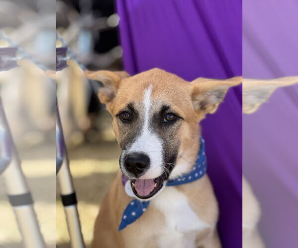 Medium Photo #2 Mutt Puppy For Sale in Fort Worth, TX, USA