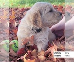 Small Photo #1 Golden Retriever Puppy For Sale in DELANO, MN, USA
