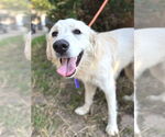 Small #2 Great Pyrenees