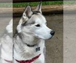 Small #3 Siberian Husky