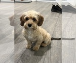 Small #2 Cavapoo