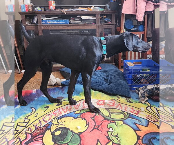Medium Photo #19 Doberman Pinscher Puppy For Sale in Buffalo, MN, USA
