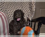 Small Photo #36 Australian Labradoodle Puppy For Sale in W FIELD, NC, USA