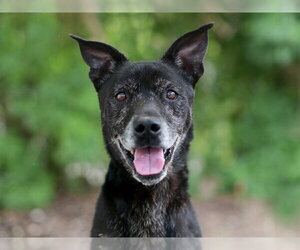 Labrador Retriever-Unknown Mix Dogs for adoption in Tavares, FL, USA