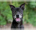 Small Labrador Retriever Mix