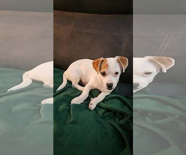 Medium Photo #3 Papshund Puppy For Sale in Arlington, WA, USA