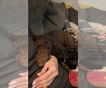 Small #2 Poodle (Standard)