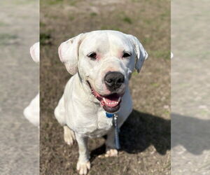 American Pit Bull Terrier-Unknown Mix Dogs for adoption in Virginia Beach, VA, USA