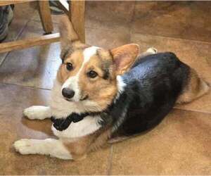 Father of the Pembroke Welsh Corgi puppies born on 08/15/2026