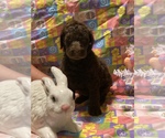 Small Photo #5 Labradoodle Puppy For Sale in COWARD, SC, USA