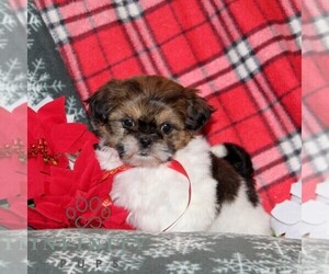 Shih Tzu Puppy for sale in WINDSOR, PA, USA