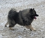 Small Photo #1 Keeshond Puppy For Sale in BLAIRSBURG, IA, USA
