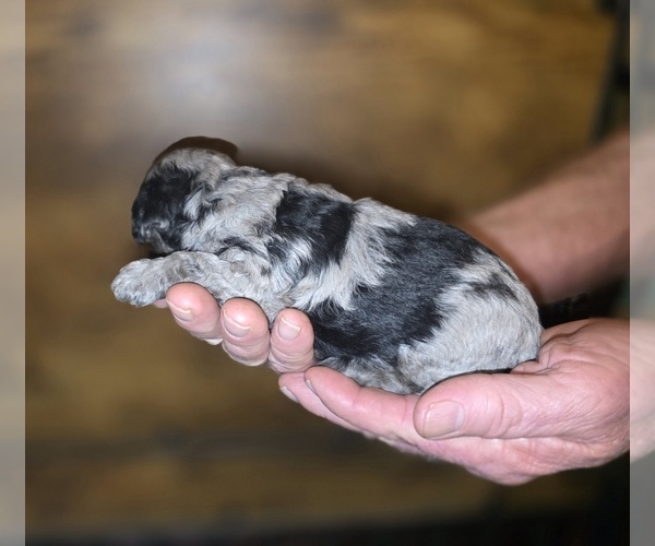 Medium Photo #3 Poodle (Toy) Puppy For Sale in DYERSBURG, TN, USA