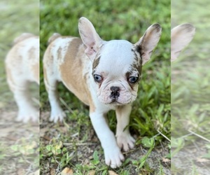 French Bulldog Puppy for sale in SAINT JOHNS, FL, USA