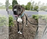 Small Photo #16 Mountain Cur-Plott Hound Mix Puppy For Sale in Rockaway, NJ, USA
