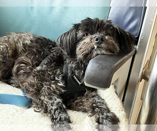 Medium Photo #9 Shih Tzu Puppy For Sale in New York, NY, USA