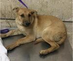ALMOND - Female Chinese Shar-Pei Dog for Adoption - Small photo