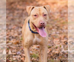 Logan - Male American Staffordshire Terrier Dog for Adoption - Photo #6