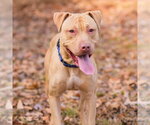 Small #5 American Staffordshire Terrier