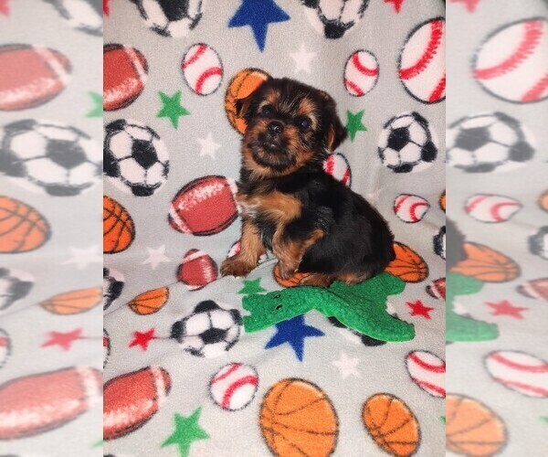 Medium Photo #5 Yorkshire Terrier Puppy For Sale in LAPEER, MI, USA