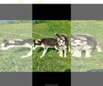 Small #1 Siberian Husky