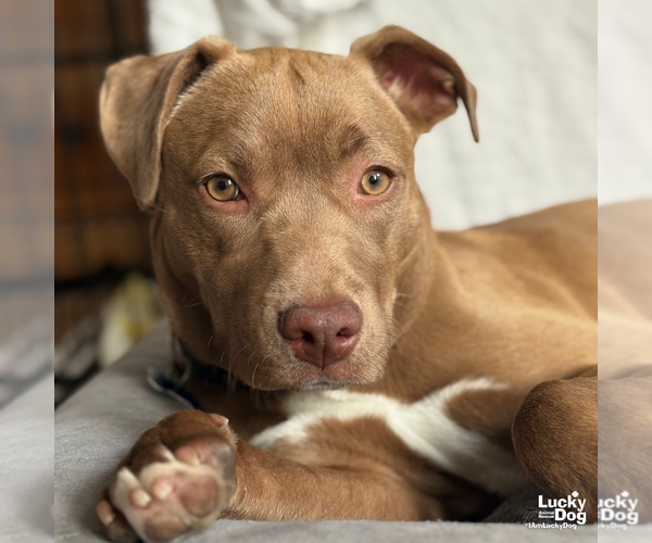 Medium Photo #19 Labrador Retriever-Unknown Mix Puppy For Sale in Washington, DC, USA