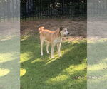 Small #2 Alaskan Malamute-German Shepherd Dog Mix