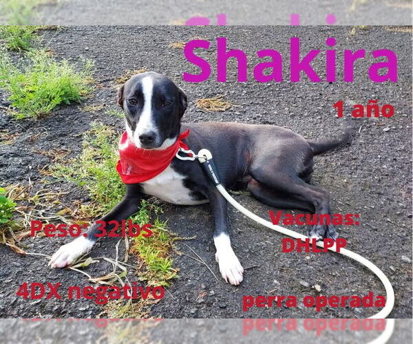 Medium Photo #2 Mutt Puppy For Sale in Virginia Beach, VA, USA