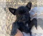 Small #3 Chihuahua Mix
