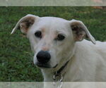 Small #4 Labrador Retriever-Whippet Mix