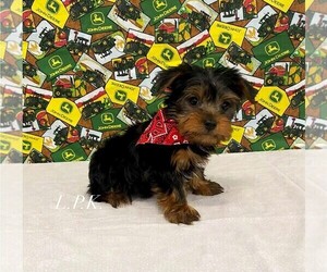 Yorkshire Terrier Puppy for sale in WINNSBORO, LA, USA