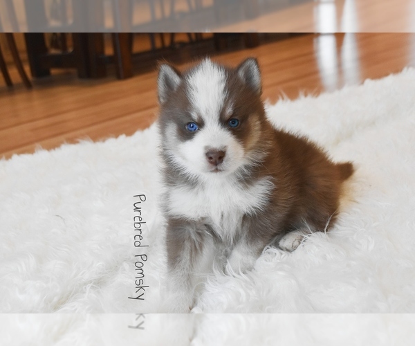 Medium Photo #2 Pomsky Puppy For Sale in KANSAS CITY, MO, USA
