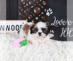 Small #4 Shih Tzu