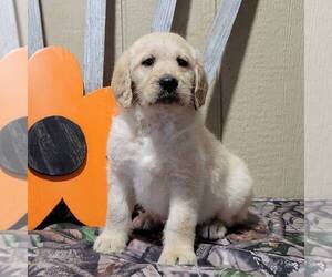 Labradoodle-Poodle (Standard) Mix Puppy for sale in CANAJOHARIE, NY, USA