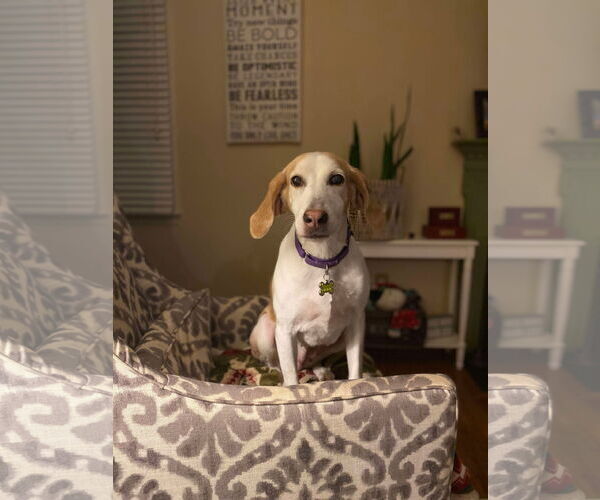 Medium Photo #3 American Foxhound Puppy For Sale in Dahlgren, VA, USA