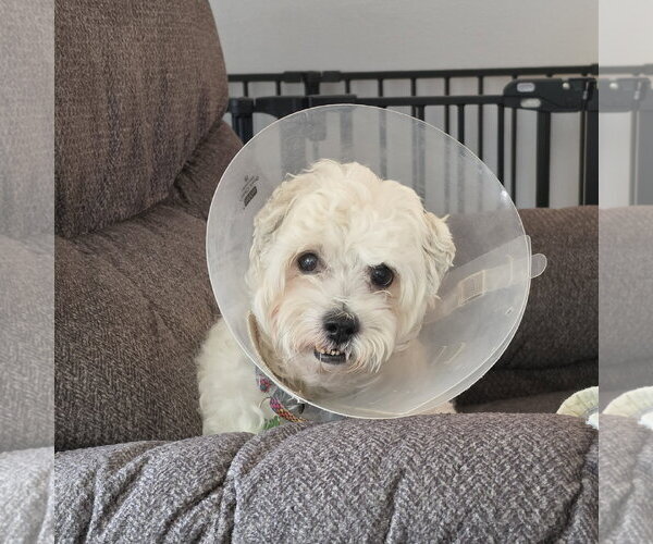Medium Photo #4 Maltese-Unknown Mix Puppy For Sale in Fargo, ND, USA