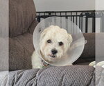 Small #3 Maltese Mix