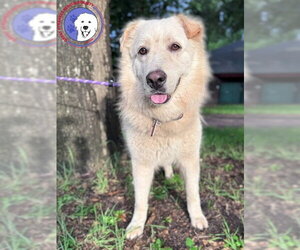 Great Pyrenees Dogs for adoption in Spring, TX, USA