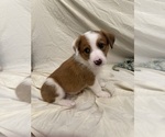 Puppy Puppy 3 Rufus Bernedoodle-Miniature Australian Shepherd Mix