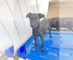 Small #3 Labrador Retriever Mix
