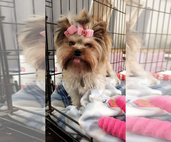 Medium Photo #1 Yorkshire Terrier Puppy For Sale in HAYWARD, CA, USA