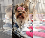 Small Photo #1 Yorkshire Terrier Puppy For Sale in HAYWARD, CA, USA