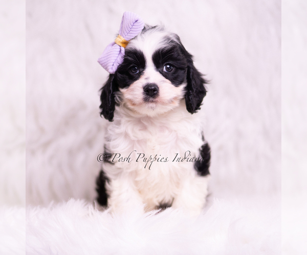 Medium Photo #14 Cavapoo (Miniature) Puppy For Sale in WARSAW, IN, USA