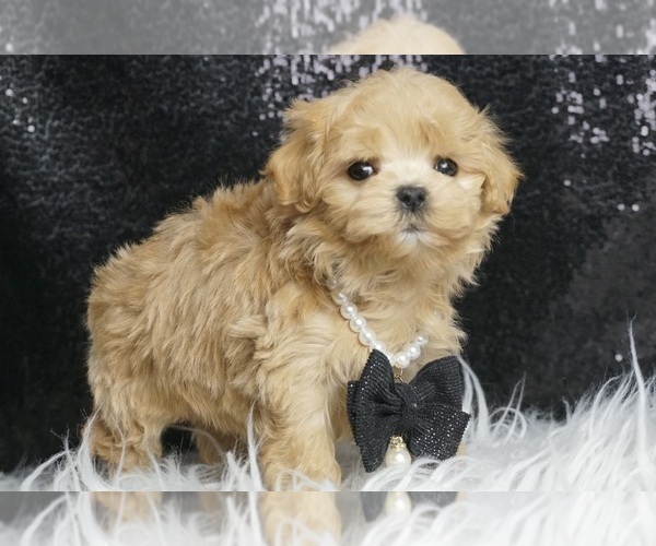 Medium Photo #7 Maltipoo Puppy For Sale in WARSAW, IN, USA