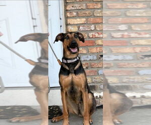 Doberman Pinscher-German Shepherd Dog Mix Dogs for adoption in Minneapolis, MN, USA