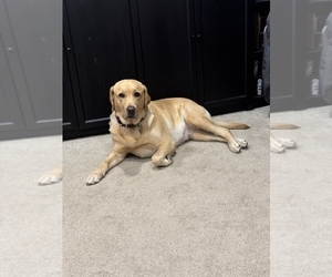 Mother of the Labrador Retriever puppies born on 01/01/2026