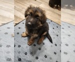 Small #5 German Shepherd Dog