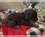 Small Photo #1 Aussiedoodle Puppy For Sale in MURPHYSBORO, IL, USA